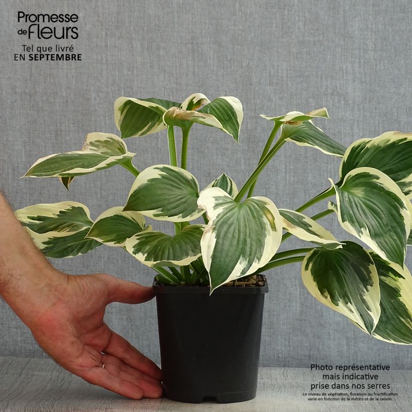 Hosta fortunei Patriot 2L/3L pot sample as delivered in summer