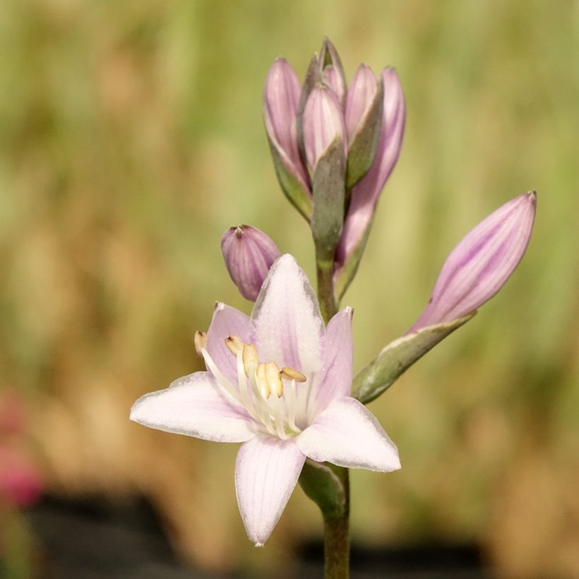 Hosta fortunei Twilight (Flowering)