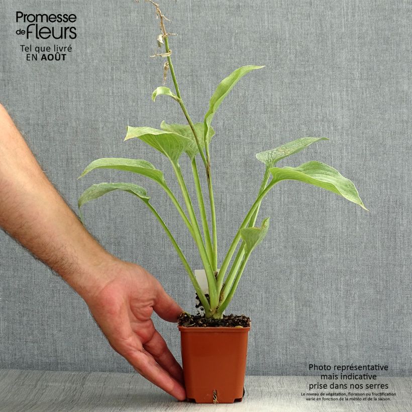 Hosta fortunei hyacinthina 8/9 cm pot sample as delivered in summer