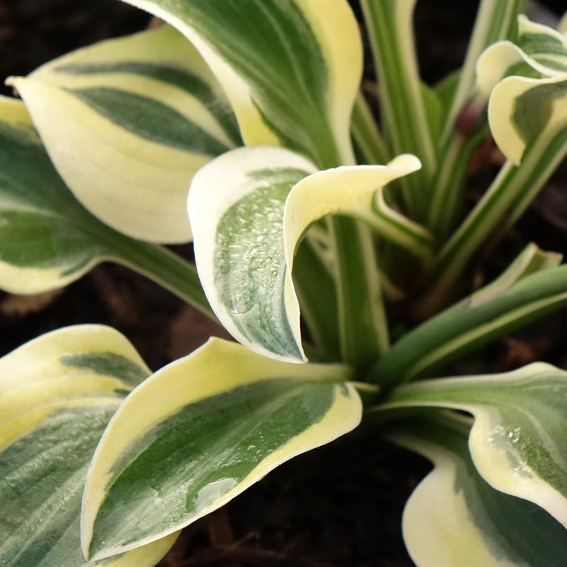 Hosta Frosted Mouse Ears - Plantain Lily (Foliage)