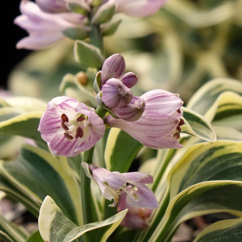 Hosta Frosted Mouse Ears - Plantain Lily (Flowering)