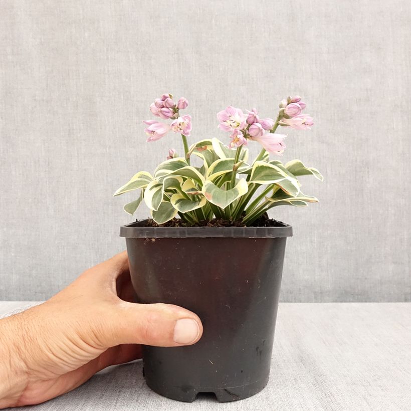 Hosta Frosted Mouse Ears - Plantain Lily 1.5L/2L pot sample as delivered in summer