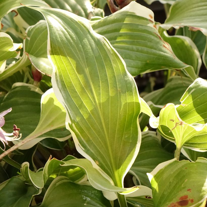 Hosta Frosted Raspberry (Foliage)