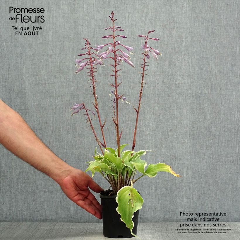 Hosta Frosted Raspberry - Pot de 1,5L/2L sample as delivered in summer