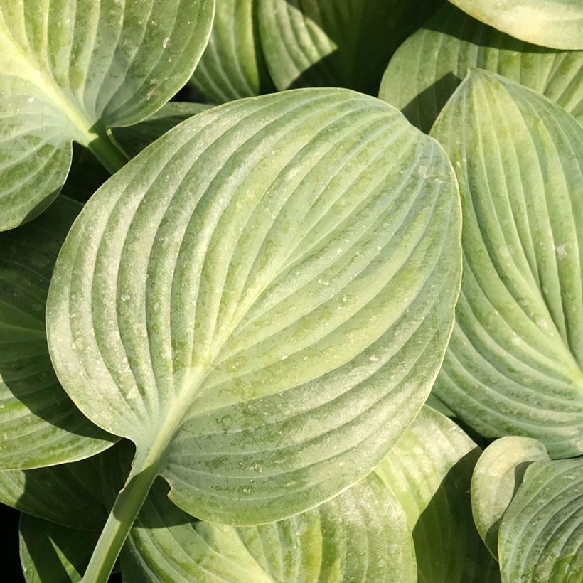 Hosta Goldbrook Glimmer (Foliage)