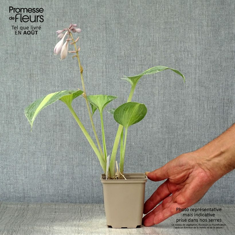 Hosta Grand Marquee Godet de 9cm sample as delivered in summer