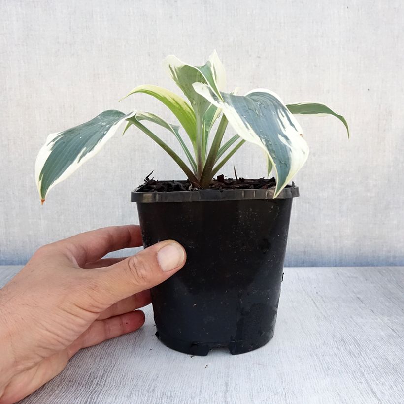 Hosta Great Escape Pot de 1,5L/2L sample as delivered in summer