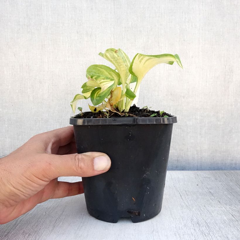 Hosta sieboldiana Great Expectations 1.5L/2L pot sample as delivered in summer
