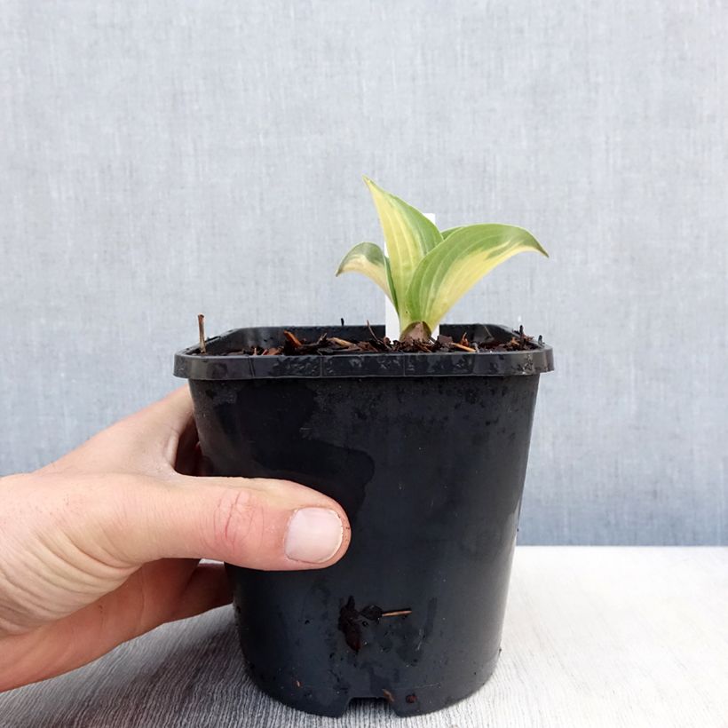 Hosta sieboldiana Great Expectations 1.5L/2L pot sample as delivered in spring