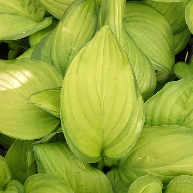 Hosta Guacamole (Foliage)