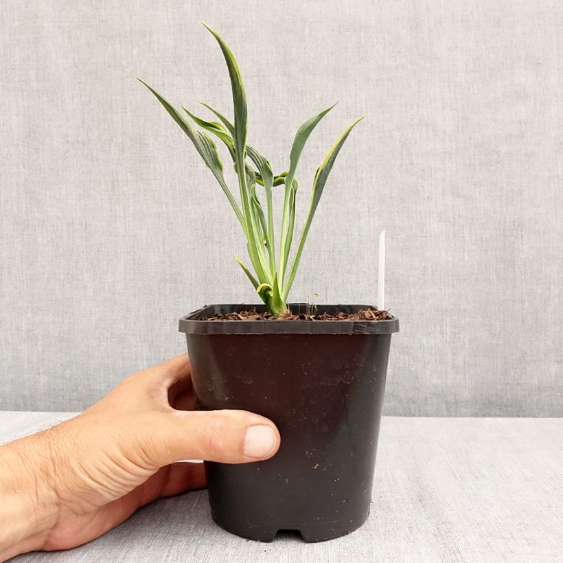 Hosta  Hands Up - Plantain Lily 1.5L/2L pot sample as delivered in summer