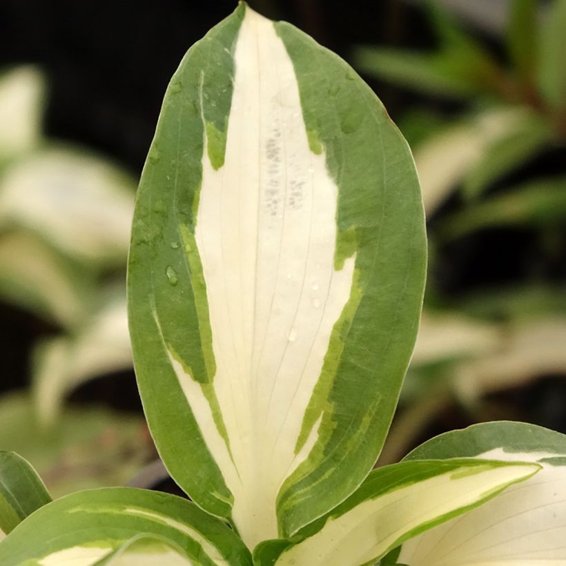 Hosta Hans (Foliage)