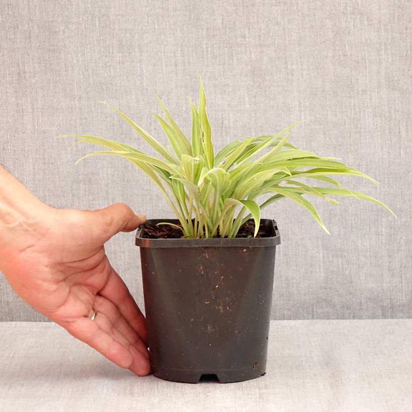 Hosta Hyuga Urajiro 1.5L/2L pot sample as delivered in summer