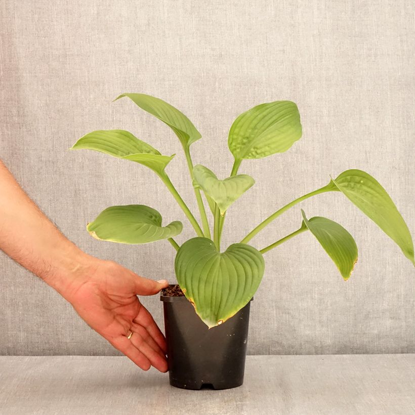 Hosta Jurassic Park 1.5L/2L pot sample as delivered in summer