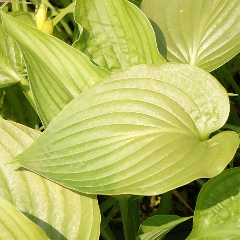 Hosta Lakeside Maverick (Flowering)