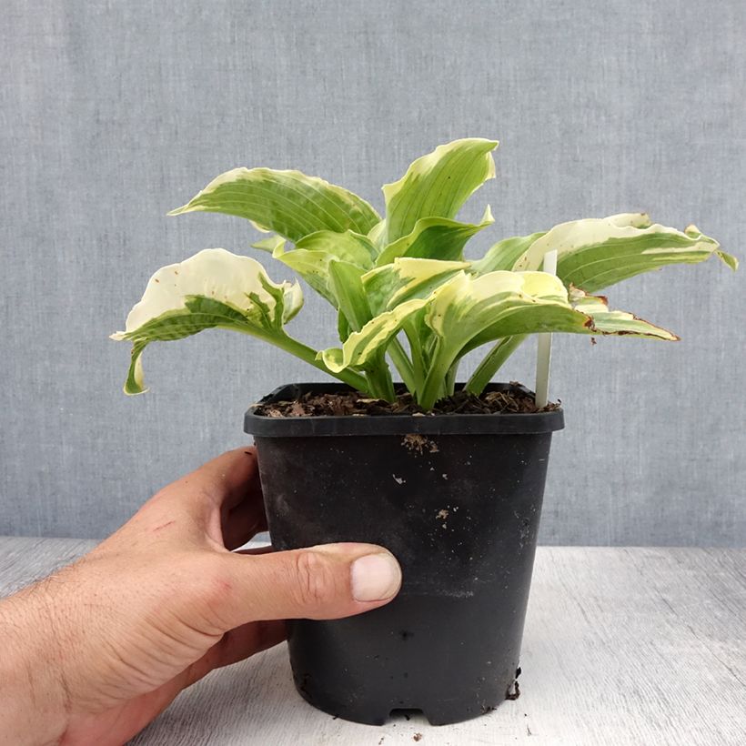 Hosta Lakeside Prophecy Fulfilled Pot de 1,5L/2L sample as delivered in summer