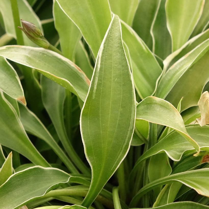 Hosta Little Devil (Foliage)