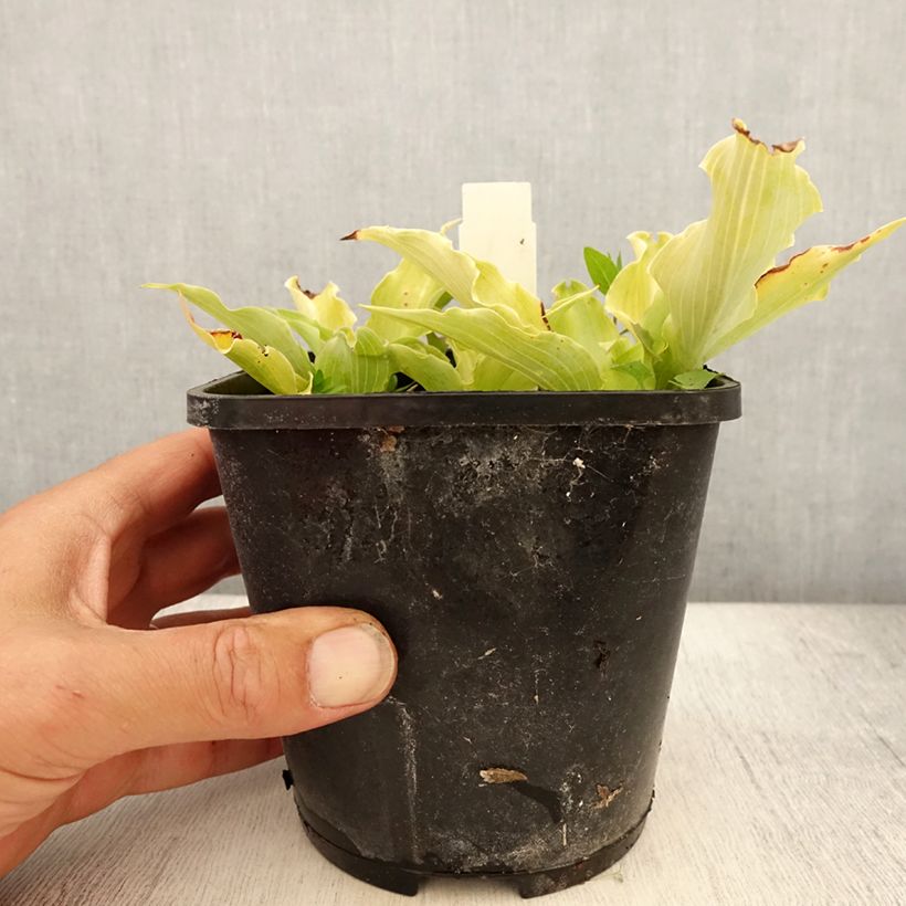 Hosta Marilyn Monroe Pot de 1,5L/2L sample as delivered in summer