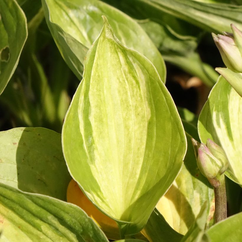 Hosta Midnight at the Oasis (Foliage)