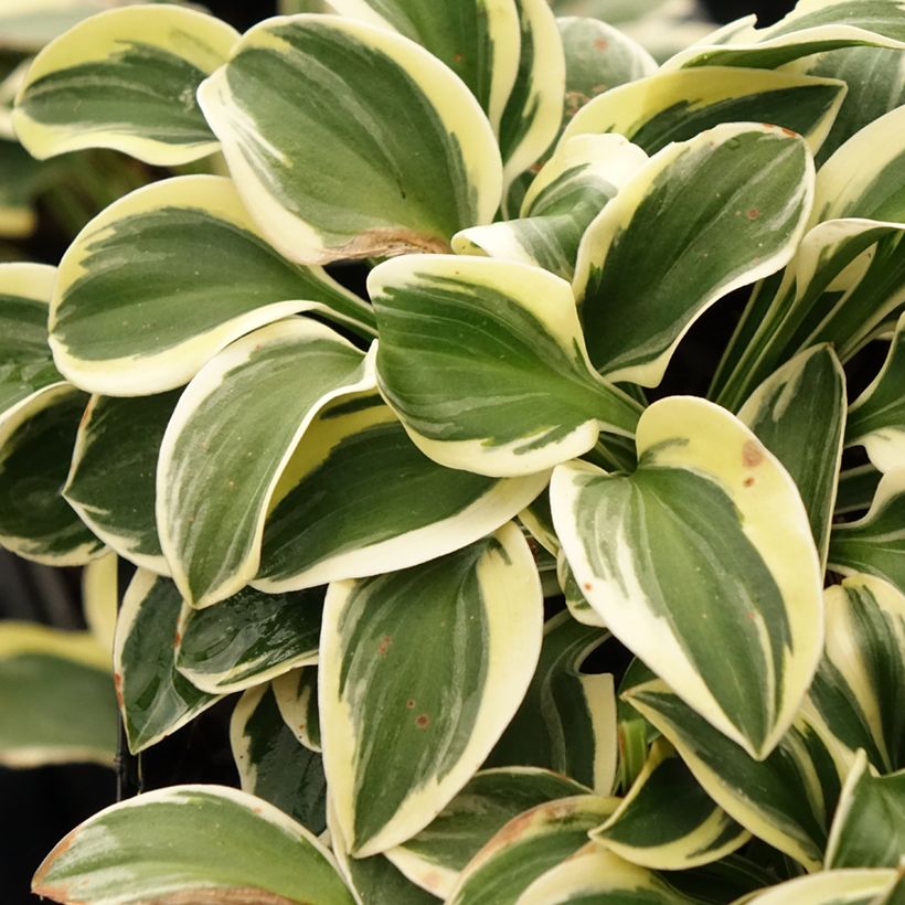 Hosta Mighty Mouse (Foliage)