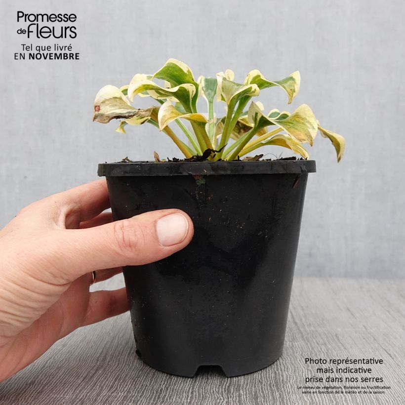 Hosta Mini Skirt Pot de 1,5L/2L sample as delivered in autumn