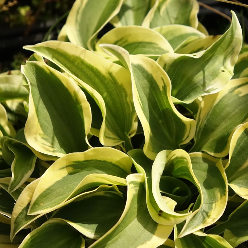 Hosta Mini Skirt (Foliage)