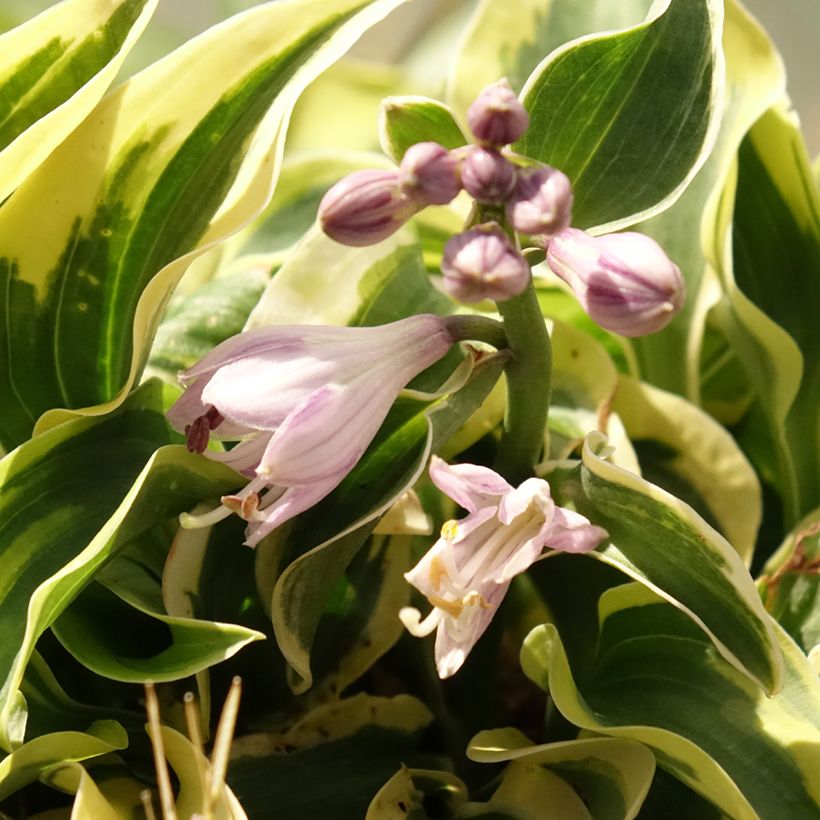 Hosta Mini Skirt (Flowering)