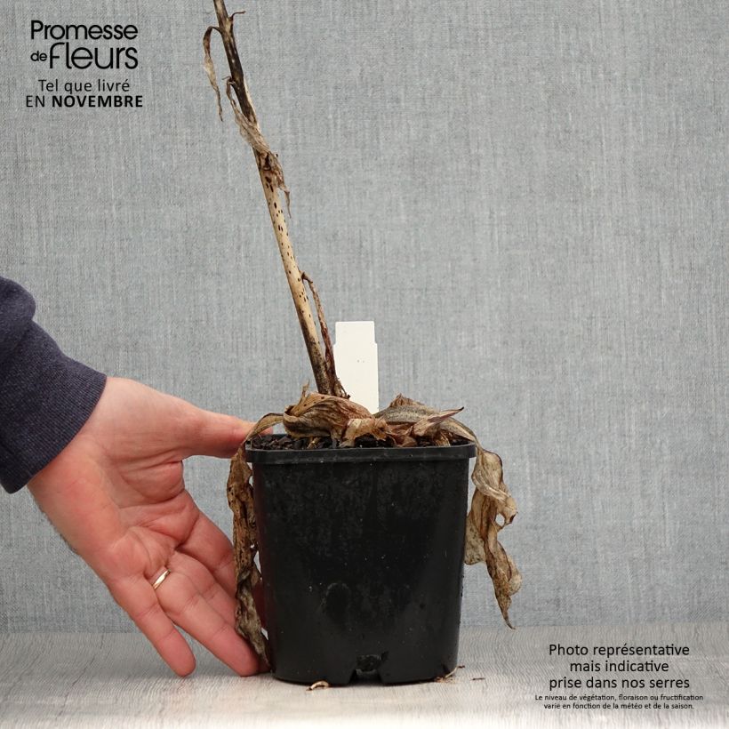 Hosta Minuteman en pot de 1,5L/2L sample as delivered in autumn