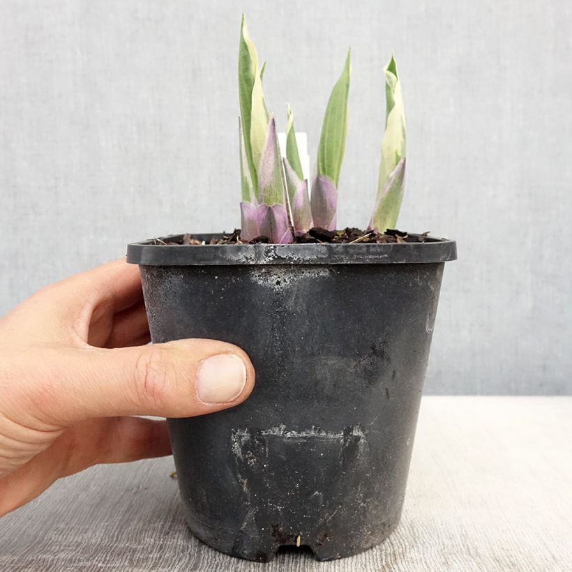 Hosta Minuteman en pot de 1,5L/2L sample as delivered in spring