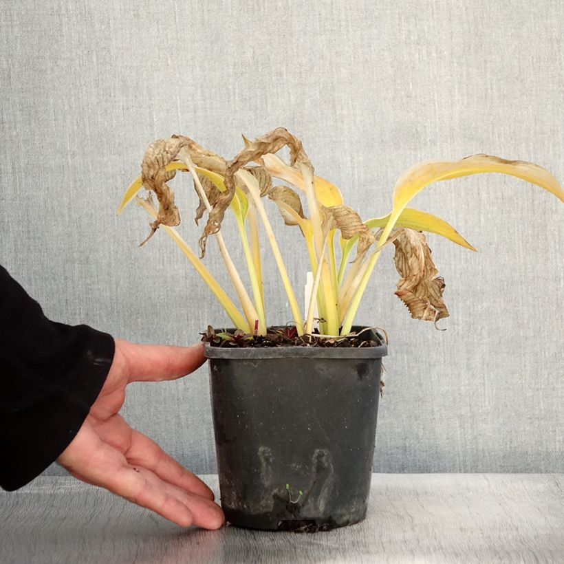 Hosta montana Yellow River - Pot de 1,5L/2L sample as delivered in autumn