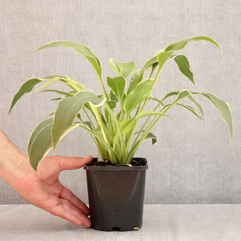 Hosta montana Yellow River 1.5L/2L pot sample as delivered in summer