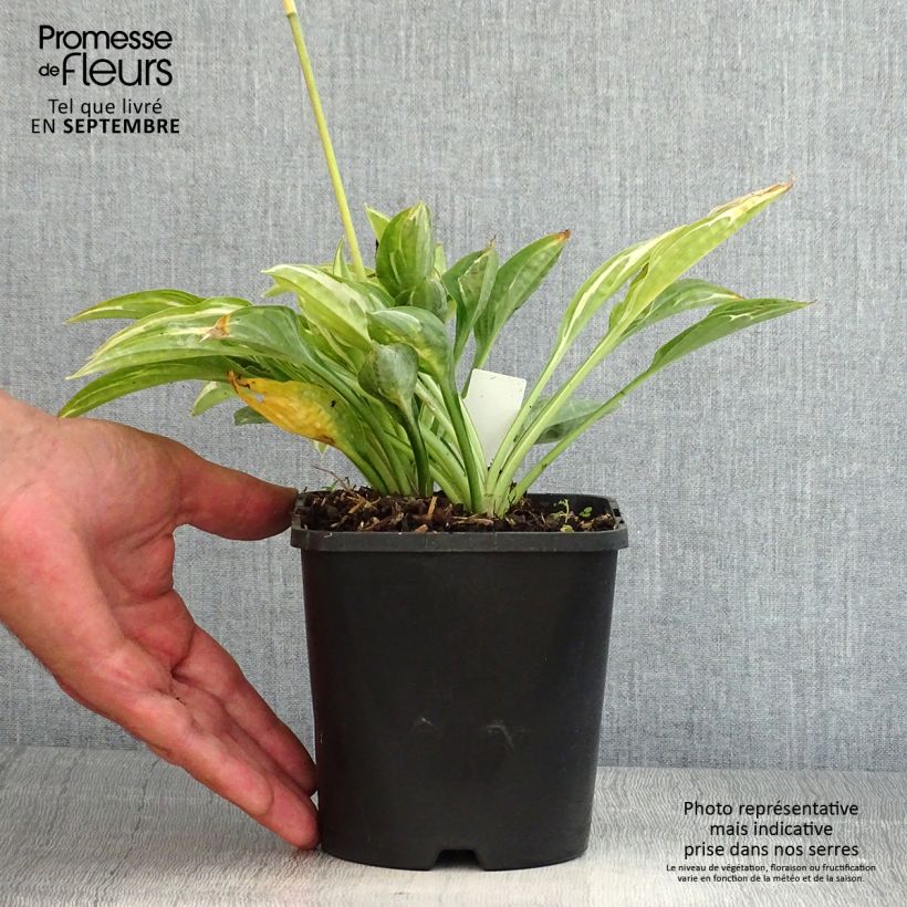 Hosta Moulin Rouge Pot de 1,5L/2L sample as delivered in summer