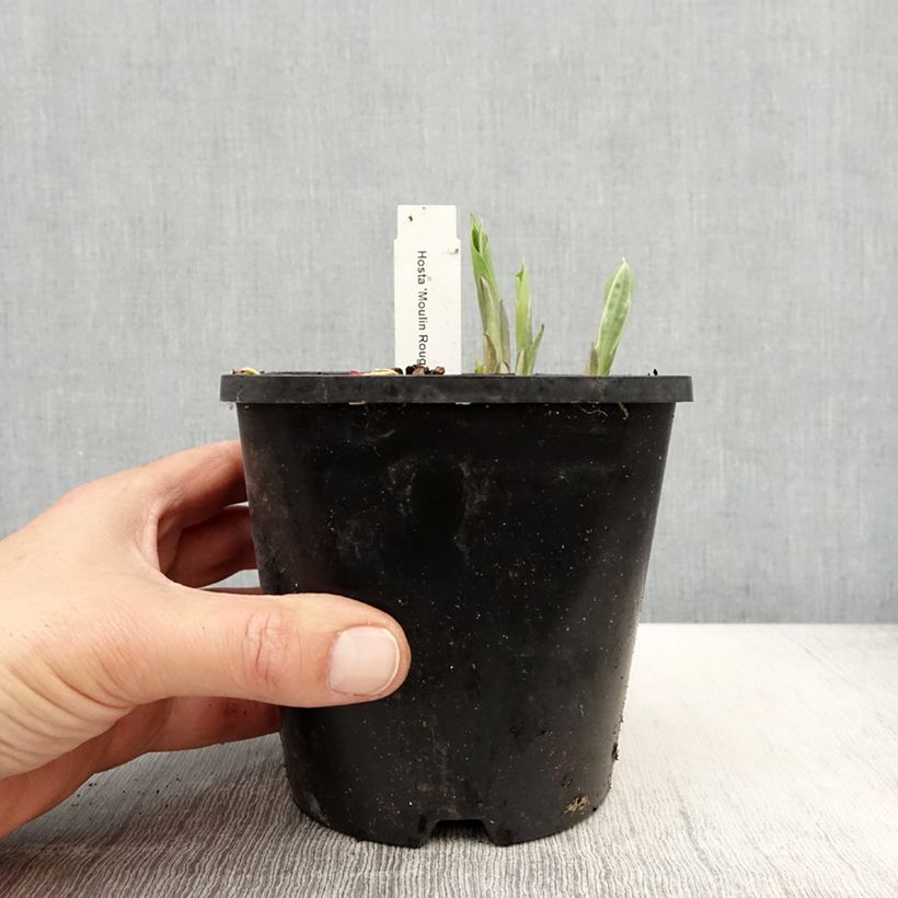 Hosta Moulin Rouge Pot de 1,5L/2L sample as delivered in spring