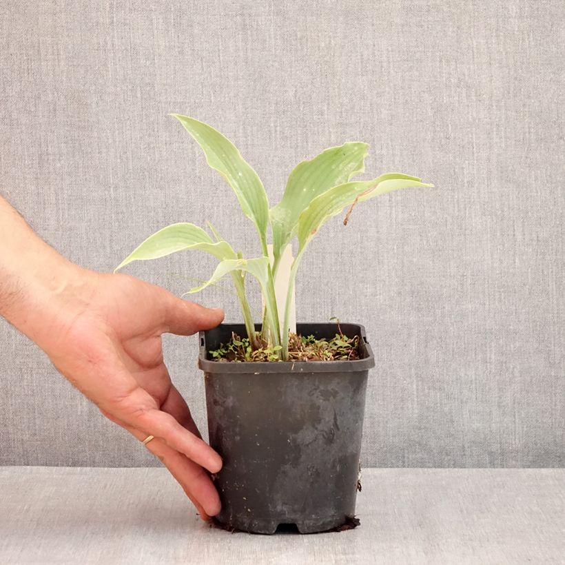 Hosta Neptune 1.5L/2L pot sample as delivered in summer