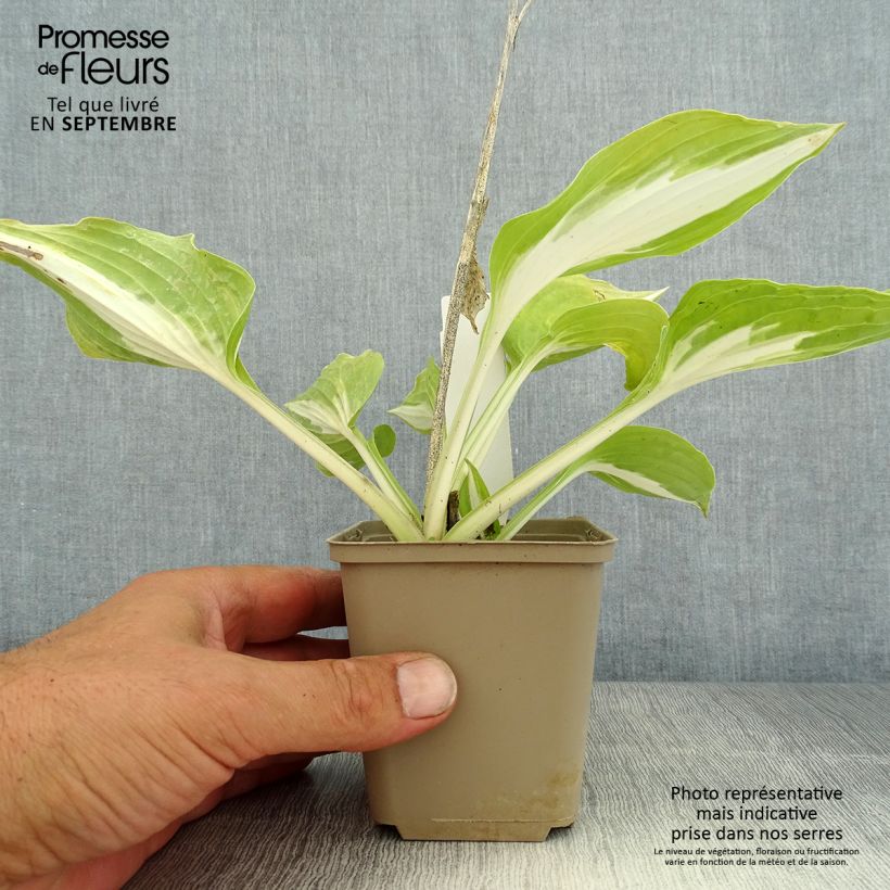 Hosta Night Before Christmas Godet de 8/9 cm sample as delivered in summer