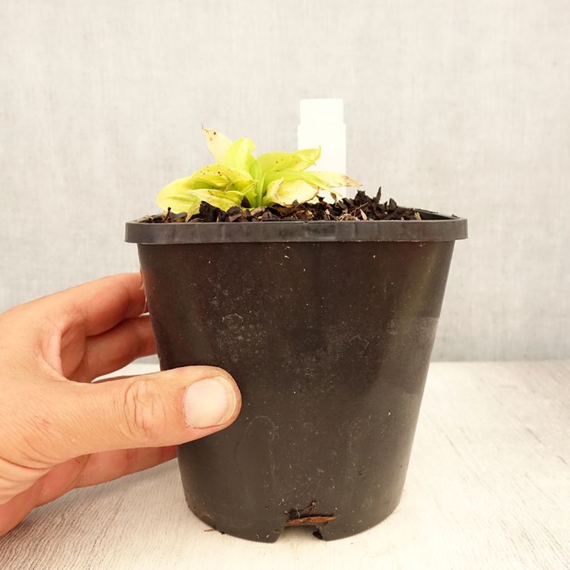 Hosta Obi-One Kenobi 1.5L/2L pot sample as delivered in summer