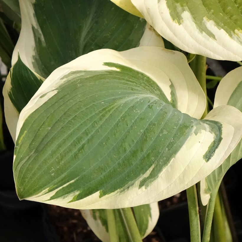 Hosta Orions Belt (Foliage)