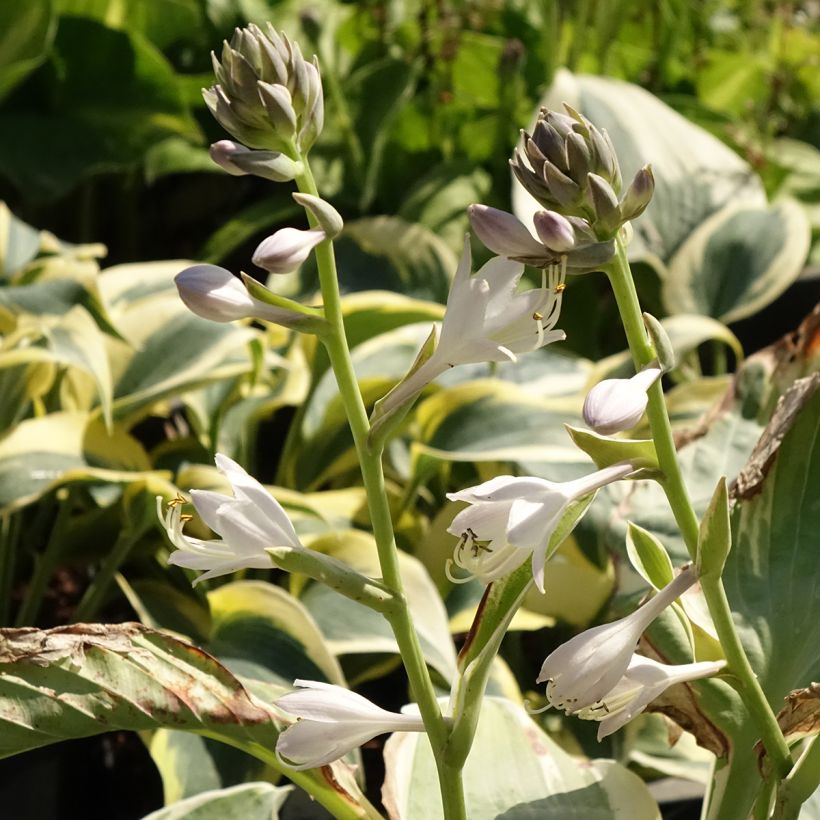 Hosta Orions Belt (Flowering)