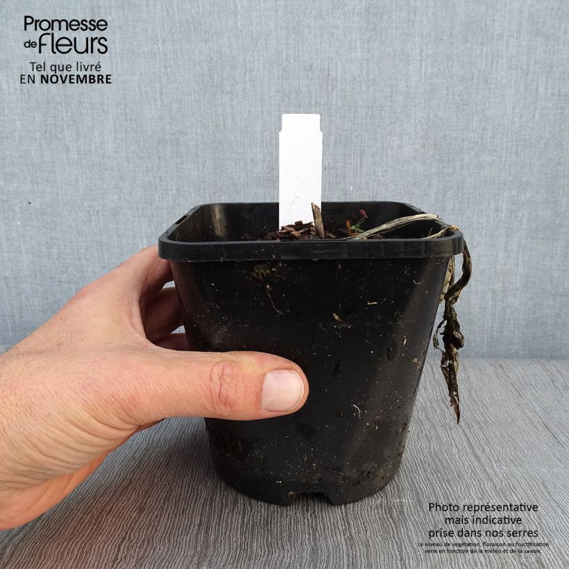 Hosta ou Funkia Fireworks Pot de 1,5L/2L sample as delivered in autumn