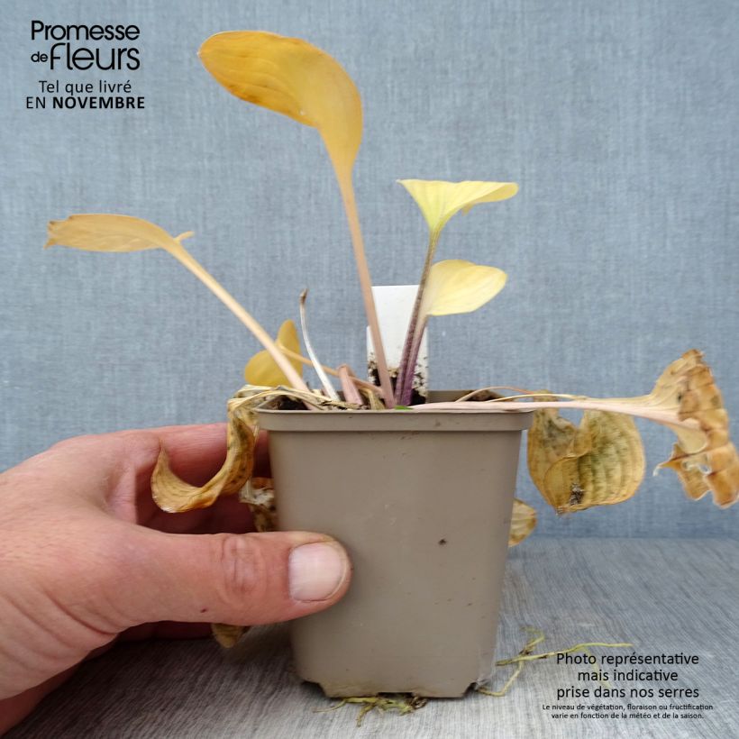 Hosta Paradise Island 8/9 cm pot sample as delivered in autumn