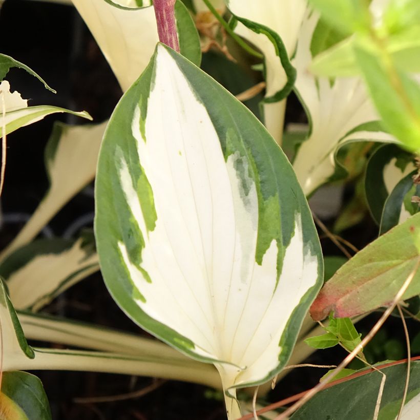 Hosta Paul Revere (Foliage)