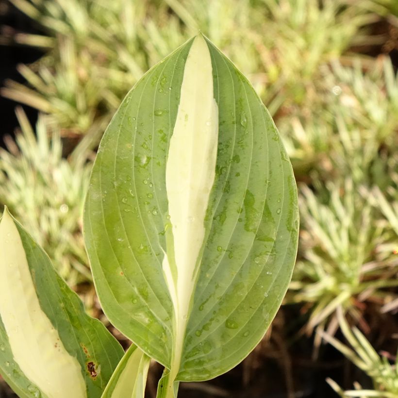 Hosta Pin Up (Foliage)