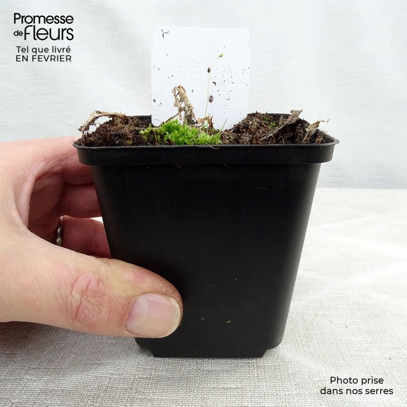 Hosta plantaginea grandiflora 8/9 cm pot sample as delivered in winter