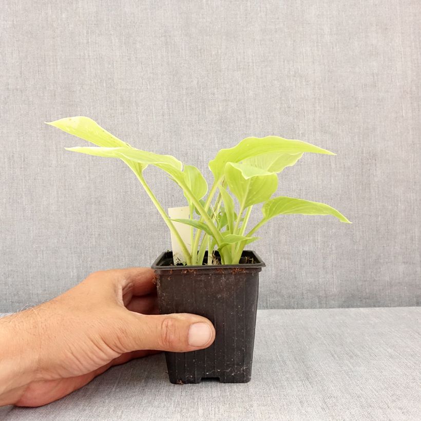 Hosta plantaginea var. japonica 8/9 cm pot sample as delivered in summer