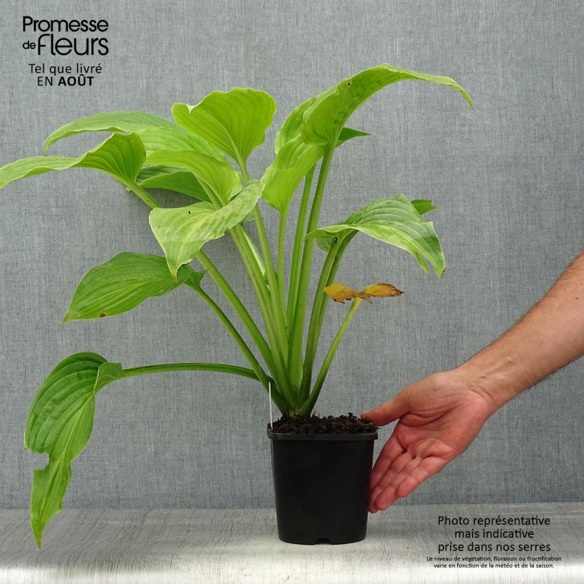Hosta plantaginea Venus - Pot de 1,5L/2L sample as delivered in summer
