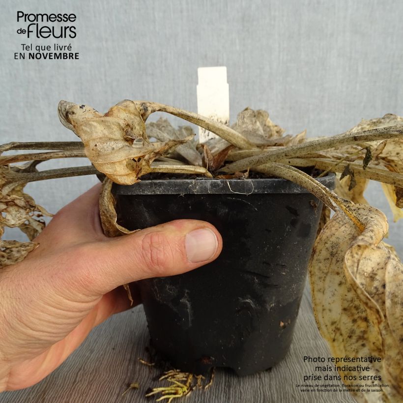 Hosta Pocketful of Sunshine 1.5L/2L pot sample as delivered in autumn
