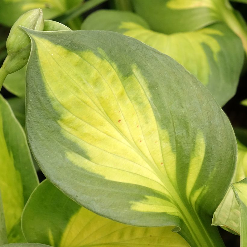 Hosta Pocketful of Sunshine (Foliage)