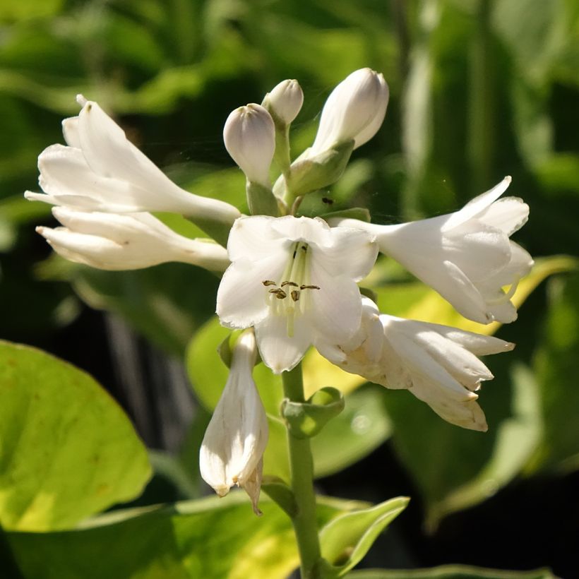 Hosta Pocketful of Sunshine (Flowering)