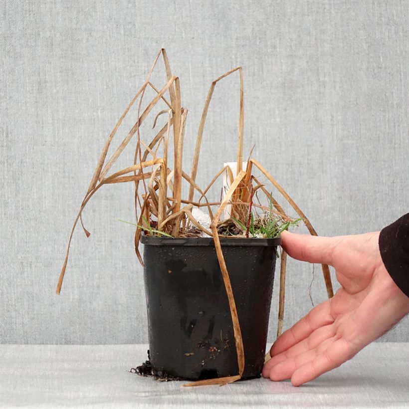 Hosta Prairie Sky - Pot de 1,5L/2L sample as delivered in winter