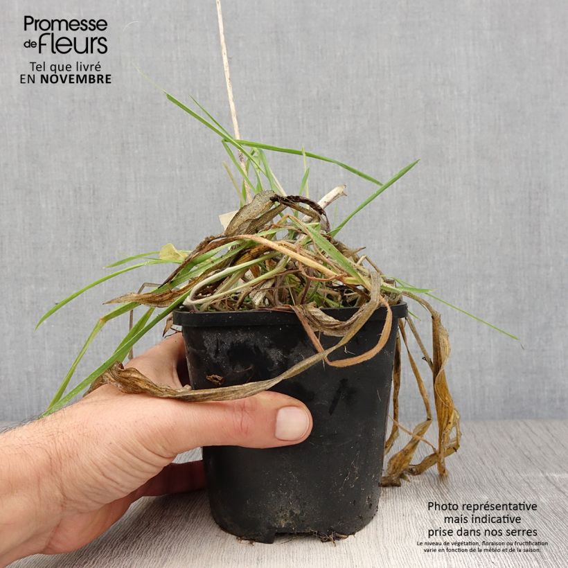 Hosta Praying Hands Pot de 1.5L/2L sample as delivered in autumn